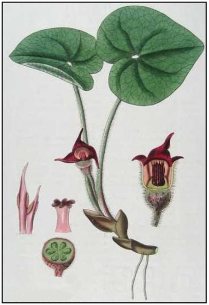 File:Wild Ginger.png