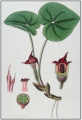 Thumbnail for version as of 00:20, 30 March 2026