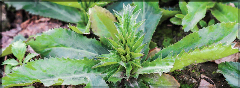 File:Culantro.png