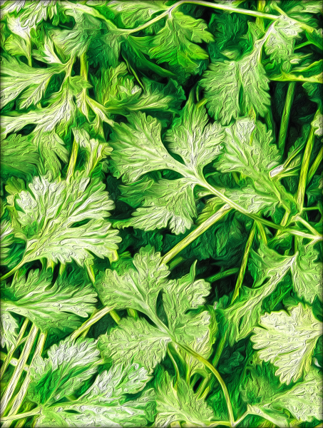 File:Cilantro.png